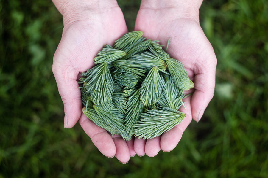 The Health Benefits of Pine Needle Tea