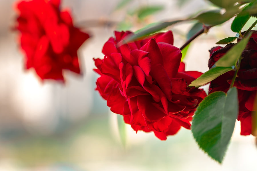A Guide to Miniature Rose Plants: Indoor Care Tips for Petite Beauties