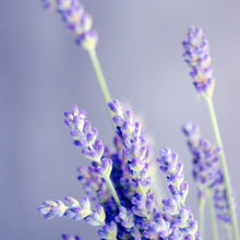 Load image into Gallery viewer, Essential Oil Blend | Sleep