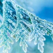 Load image into Gallery viewer, frosted tree tips
