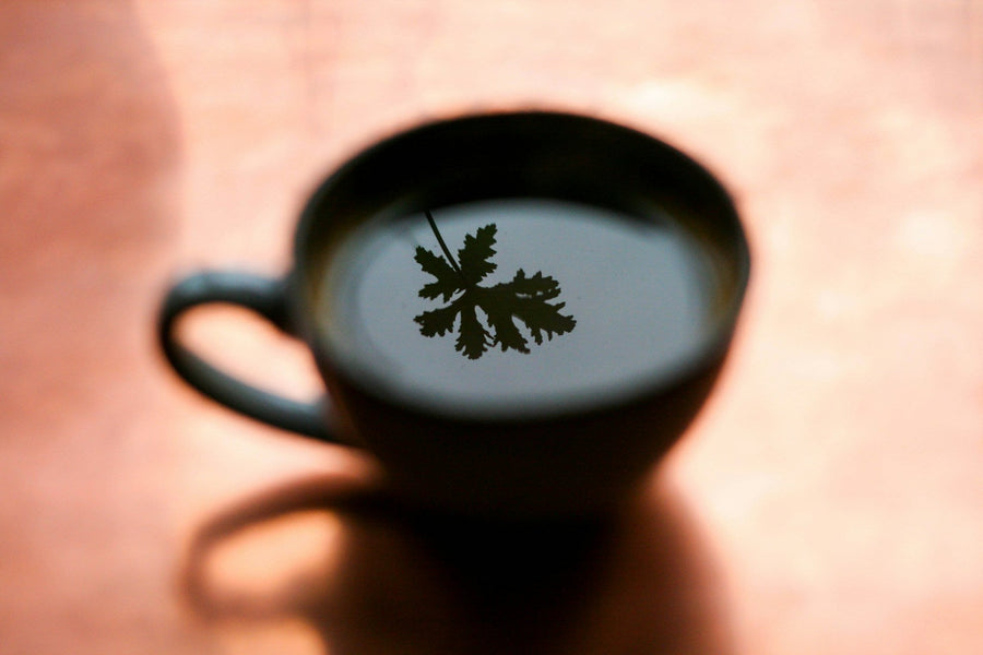 Mushroom Tea: Ancient Wisdom in a Cup