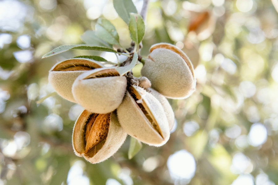 The Nourishing Power of Almond Oil in Skincare