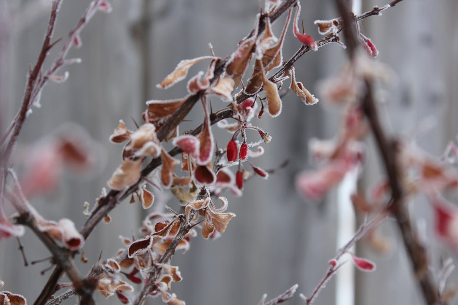 Winter Solstice and Garden Clean Up