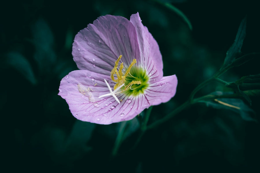 The Beauty and Body Benefits of Evening Primrose