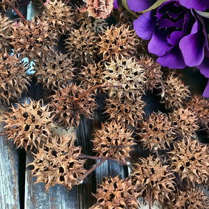 witches burrs sweet gum ball seed pods
