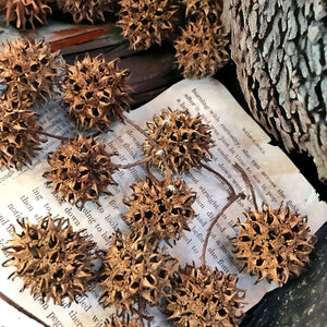 witches burrs
