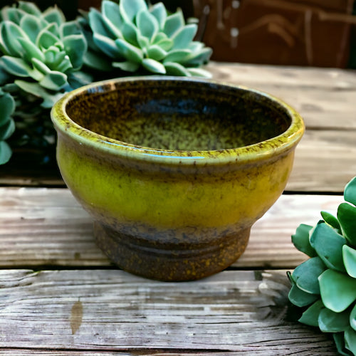 ceramic dish for succulents