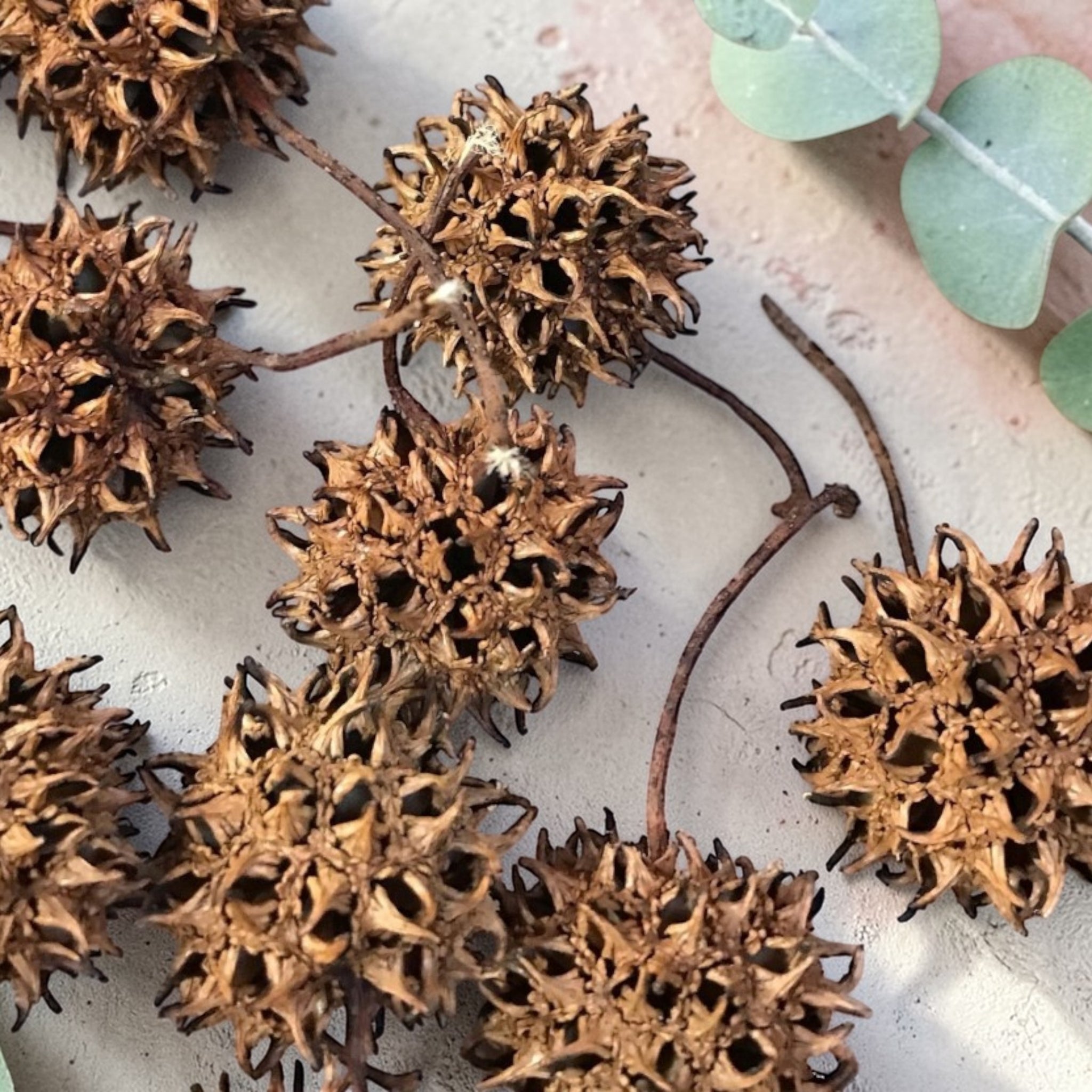 witch garden seeds Witches Burrs | Sweet Gum Balls