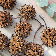 Load image into Gallery viewer, Witches Burrs Sweet Gum Ball seed pods for seasonal ritual and decor
