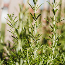 Load image into Gallery viewer, rosemary herbs
