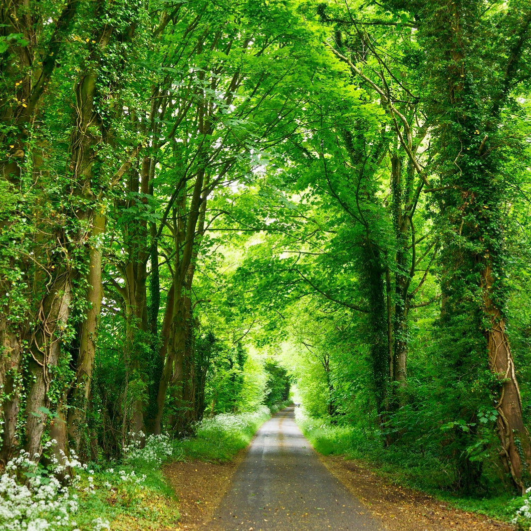 spring landscape