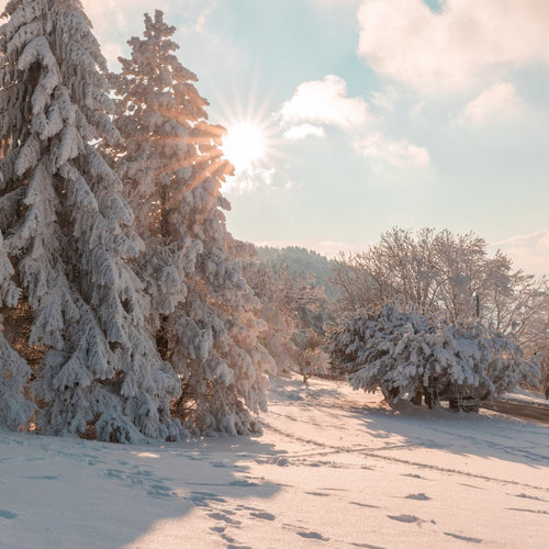 winter scene with snow on pine trees